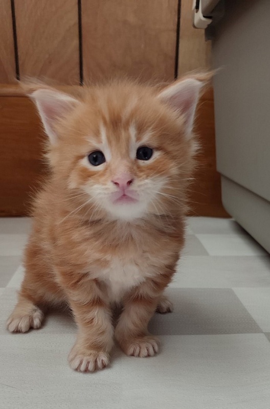 Jäger Monterini - Kitten maine-coon 3 weeks