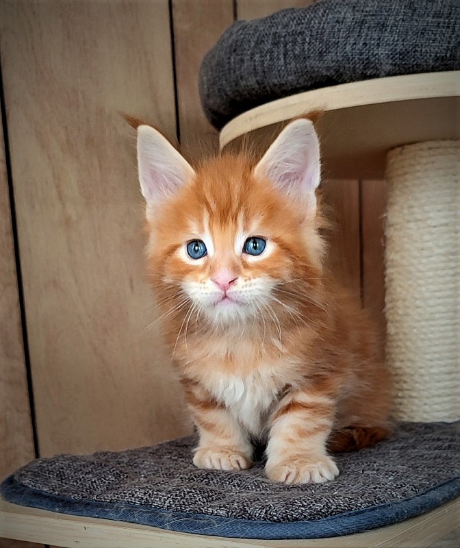 Jäger Monterini - Kitten maine-coon 1 month 1 week