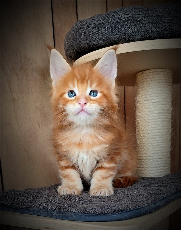Jäger Monterini - Kitten maine-coon 1 month 1 week