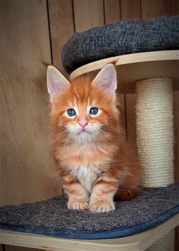 Jäger Monterini - Kitten maine-coon 1 month 1 week
