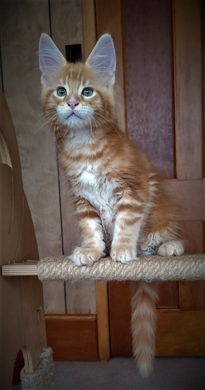 Jäger Monterini - Kitten maine-coon 2 months 0.5 weeks