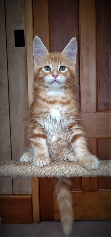 Jäger Monterini - Kitten maine-coon 2 months 0.5 weeks