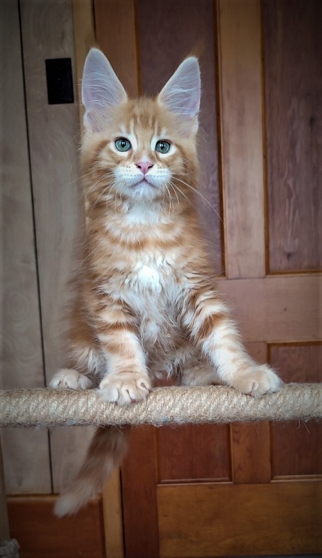 Jäger Monterini - Kitten maine-coon 2 months 0.5 weeks