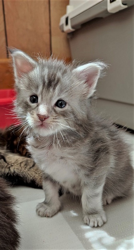 Jinfinity Monterini - Kitten maine-coon 3 weeks