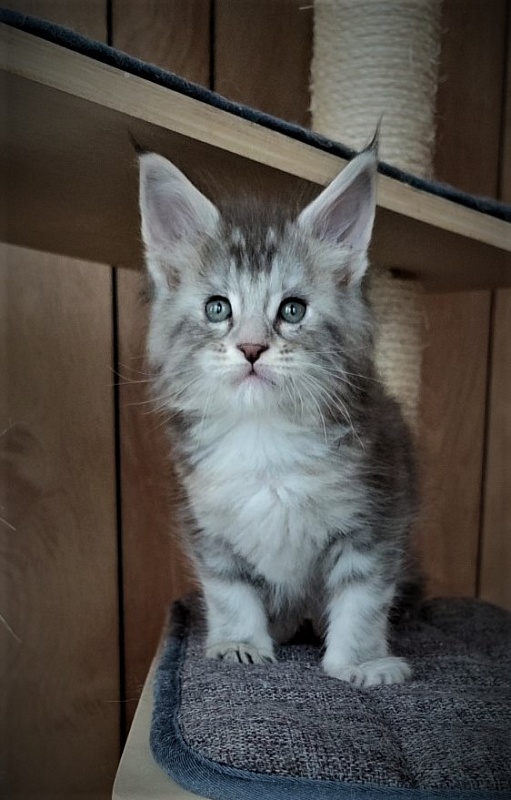 Jinfinity Monterini - Kitten maine-coon 1 month 1 week