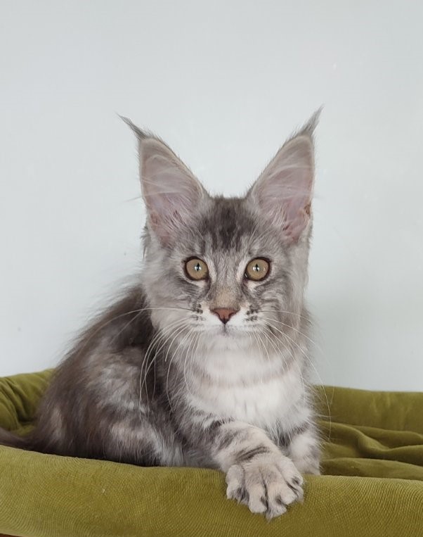 Jinfinity Monterini - Kitten maine-coon 3 months 2 weeks