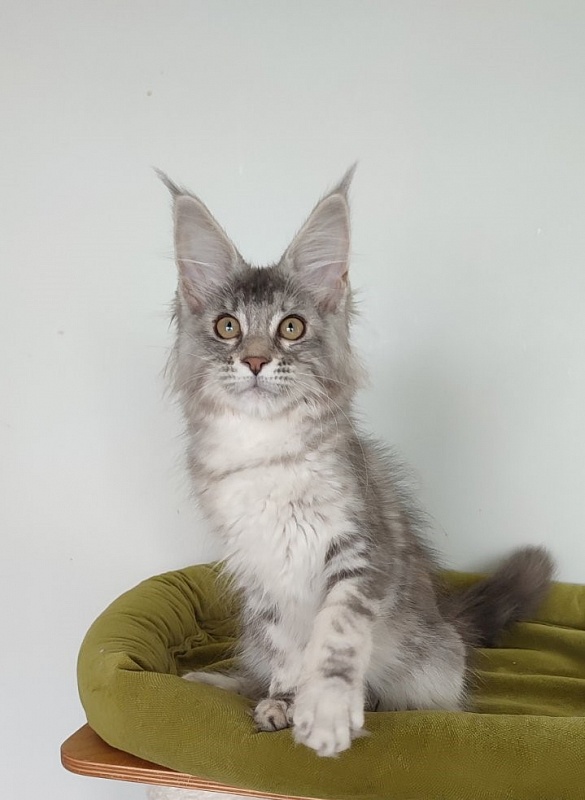 Jinfinity Monterini - Kitten maine-coon 3 months 2 weeks