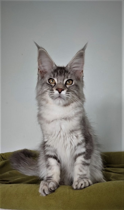 Jinfinity Monterini - Kitten maine-coon 3 months 4 weeks