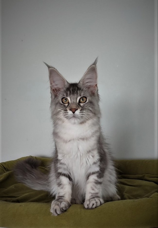 Jinfinity Monterini - Kitten maine-coon 3 months 4 weeks