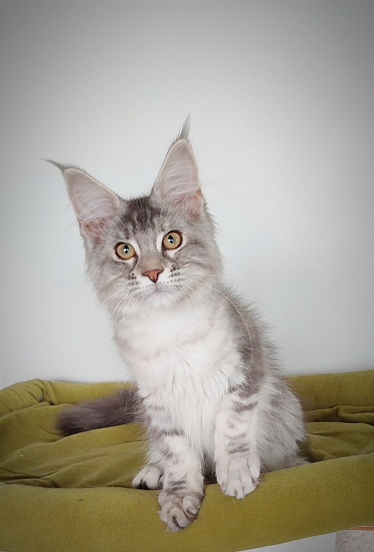 Jinfinity Monterini - Kitten maine-coon 3 months 4 weeks