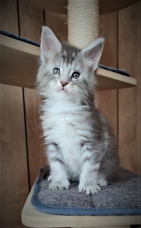 Jinfinity Monterini - Kitten maine-coon 1 month 1 week