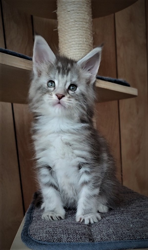 Jinfinity Monterini - Kitten maine-coon 1 month 1 week