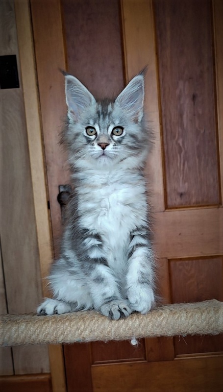 Jinfinity Monterini - Kitten maine-coon 2 months 0.5 weeks