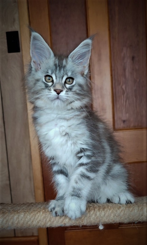 Jinfinity Monterini - Kitten maine-coon 2 months 0.5 weeks