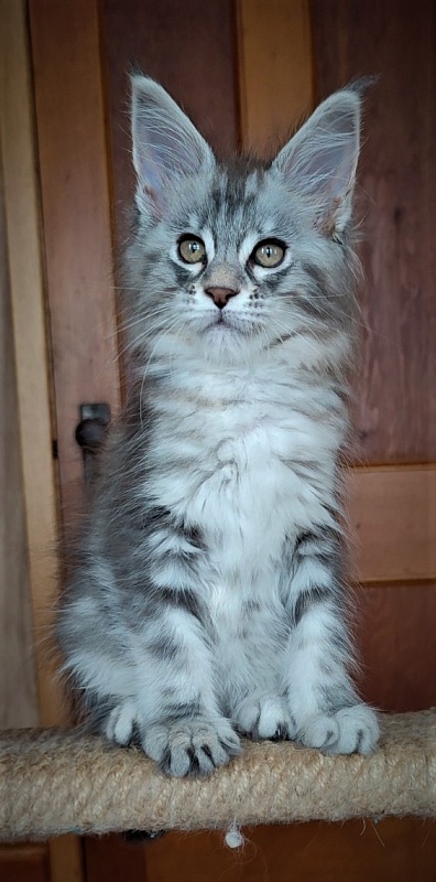 Jinfinity Monterini - Kitten maine-coon 2 months 0.5 weeks