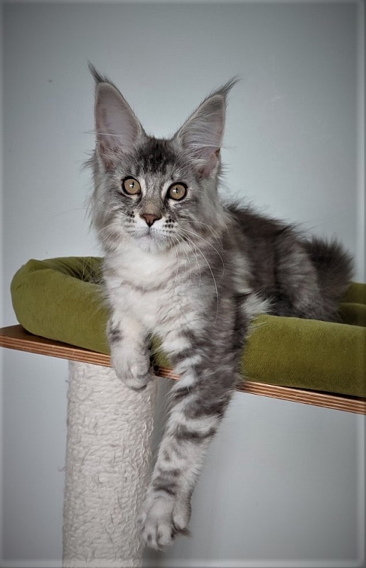 Jinfinity Monterini - Kitten maine-coon 3 months 2 weeks