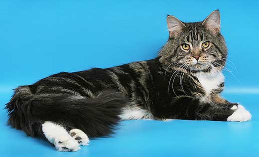 RusFairyTail Dastin - maine-coon