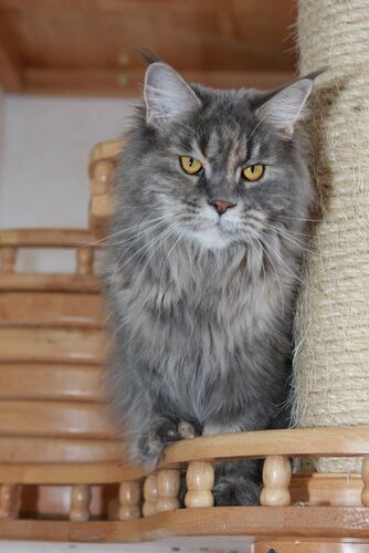 Premjera Golden Family - мейн-кун