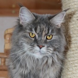 Premjera Golden Family