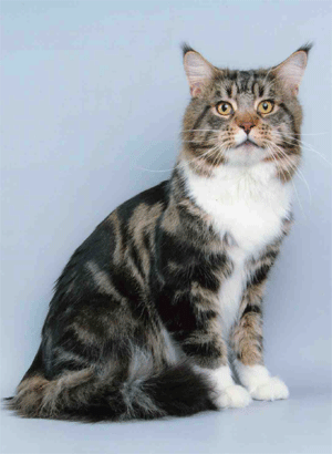 Moscow Star's Cher-Khan from American Pie - мейн-кун