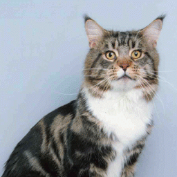 Moscow Star's Cher-Khan from American Pie