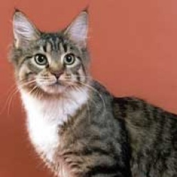 Moscow Star's Victory