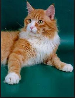 Britches Seminole Chief - maine-coon