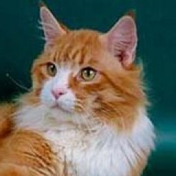 Britches Seminole Chief