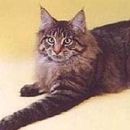 Cooncreole Lullabye of Moscow Star