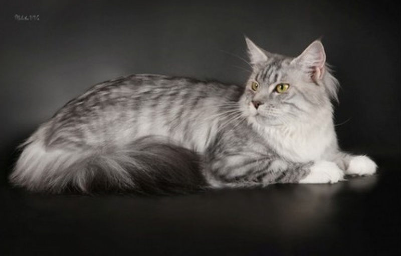 Final Fantasy Imperial Coon - maine-coon