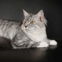 Final Fantasy Imperial Coon