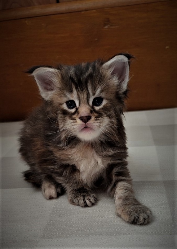 Jetaime  Monterini - Kitten maine-coon 3 weeks