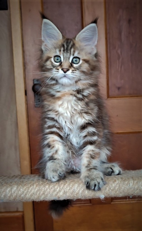 Jetaime  Monterini - Kitten maine-coon 2 months 0.5 weeks