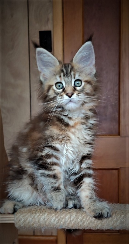 Jetaime  Monterini - Kitten maine-coon 2 months 0.5 weeks