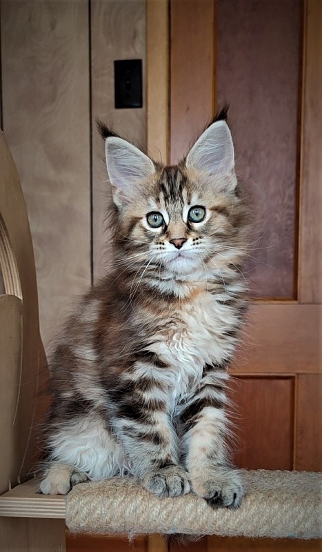 Jetaime  Monterini - Kitten maine-coon 2 months 0.5 weeks