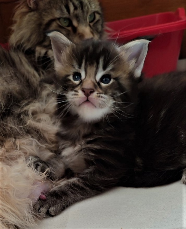 Jeka  Monterini - Kitten maine-coon 3 weeks