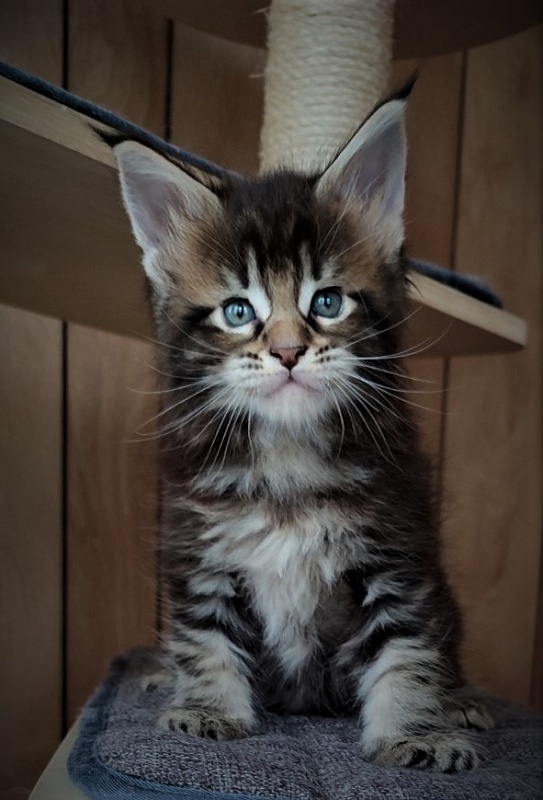 Jeka  Monterini - Kitten maine-coon 1 month 1 week