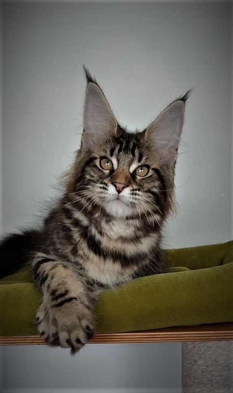 Jeka  Monterini - Kitten maine-coon 3 months 1 week