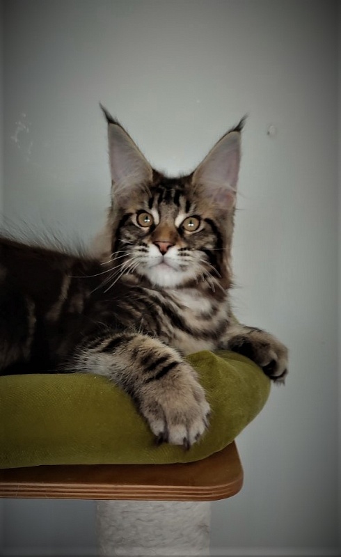 Jeka  Monterini - Kitten maine-coon 3 months 1 week