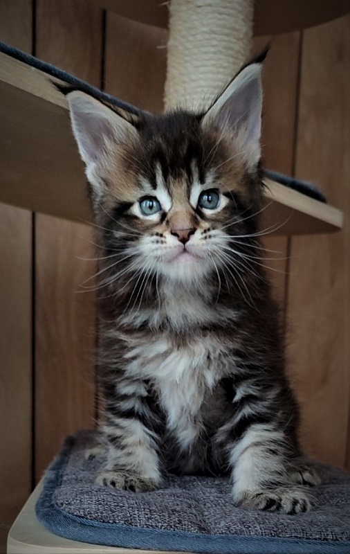 Jeka  Monterini - Kitten maine-coon 1 month 1 week