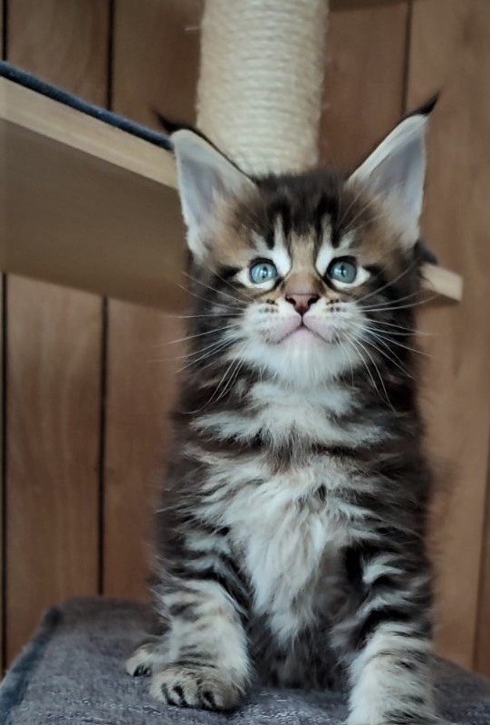 Jeka  Monterini - Kitten maine-coon 1 month 1 week