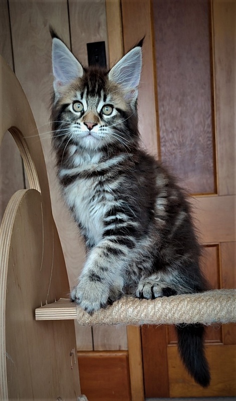 Jeka  Monterini - Kitten maine-coon 2 months 0.5 weeks
