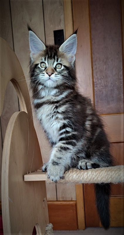 Jeka  Monterini - Kitten maine-coon 2 months 0.5 weeks