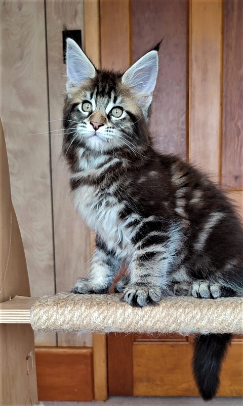 Jeka  Monterini - Kitten maine-coon 2 months 0.5 weeks