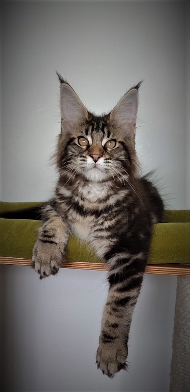 Jeka  Monterini - Kitten maine-coon 3 months 1 week