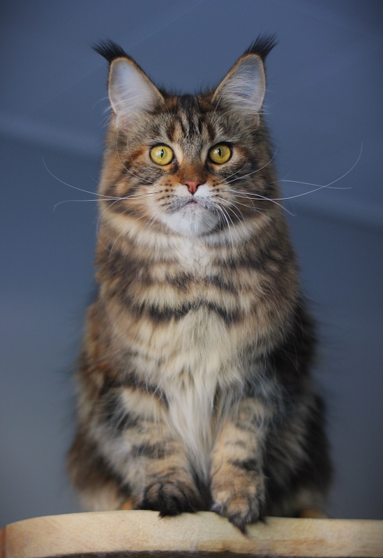 USA*Blizzard Highlander - Junior maine-coon 8 months 1.5 week