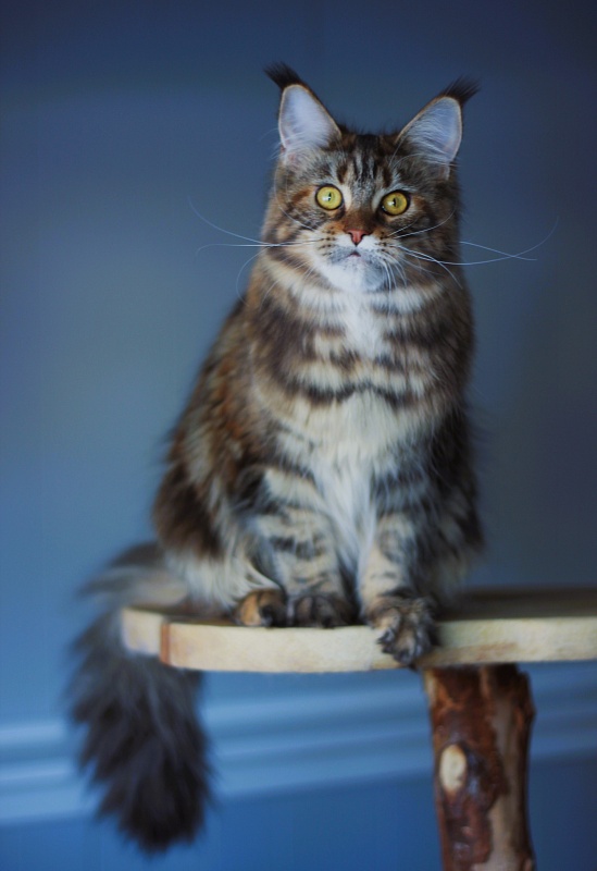 USA*Blizzard Highlander - Junior maine-coon 8 months 1.5 week