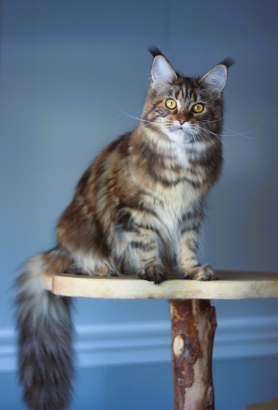 USA*Blizzard Highlander - Junior maine-coon 8 months 1.5 week