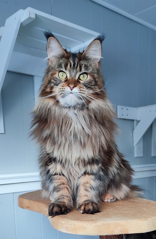 USA*Blizzard Highlander - Adult maine-coon 1 year 10 months 0.5 weeks