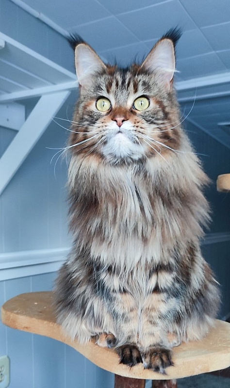 USA*Blizzard Highlander - Adult maine-coon 1 year 10 months 0.5 weeks
